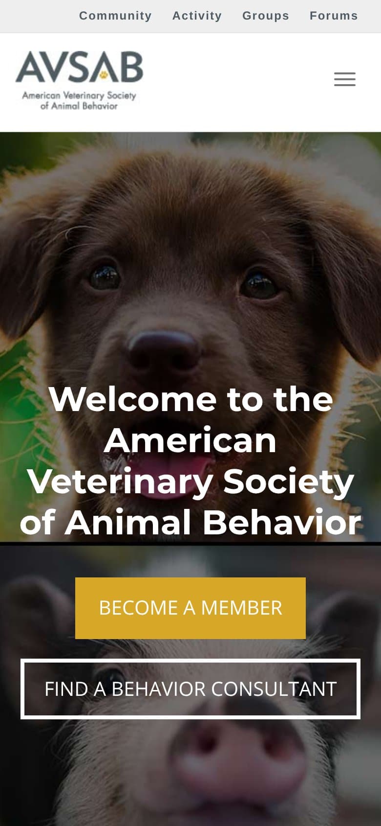 AVSAB website design: the homepage on a phone in July 2018, with buttons to become a member or find a behavior consultant